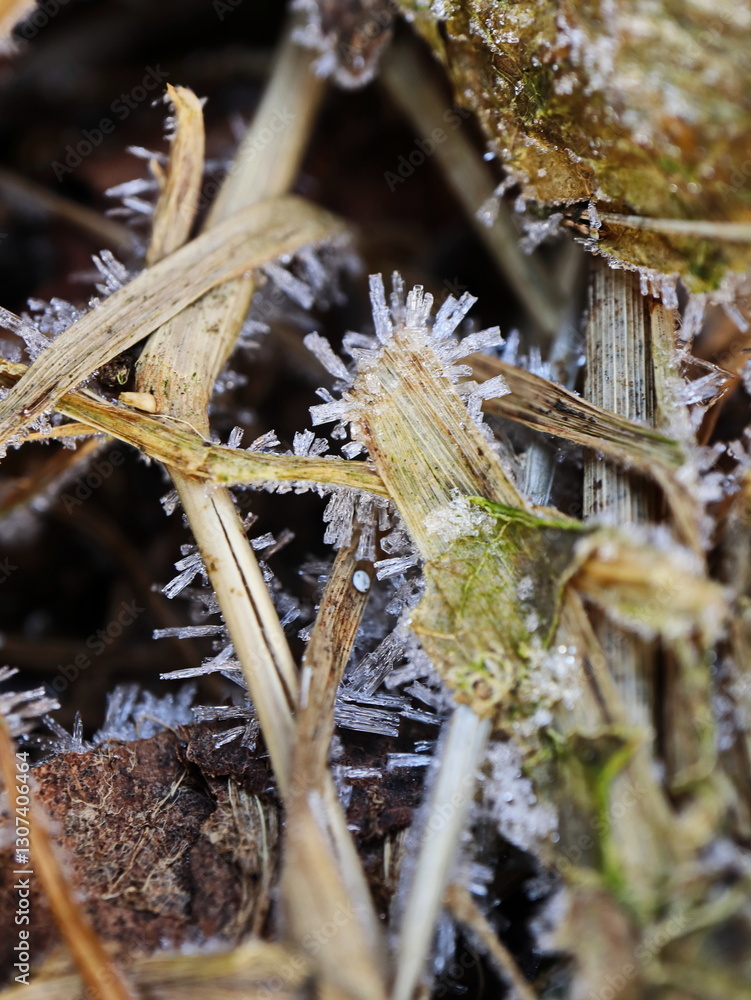 Fototapeta premium Spiky Ice Formations on Brown Reed Leaves in a Frosty Landscape