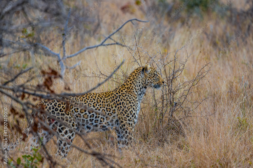 Fototapeta premium South Africa, Leopard