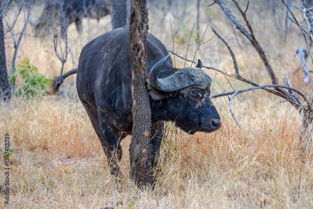 Fototapeta premium South Africa, Cape Buffalo