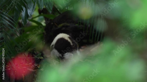 Lemur on the  nature habitat. Black-and-white ruffed lemur, Varecia variegata, endangered species endemic to the island of Madagascar. Monkey mammal from Andasibe-Mantadia NP.
