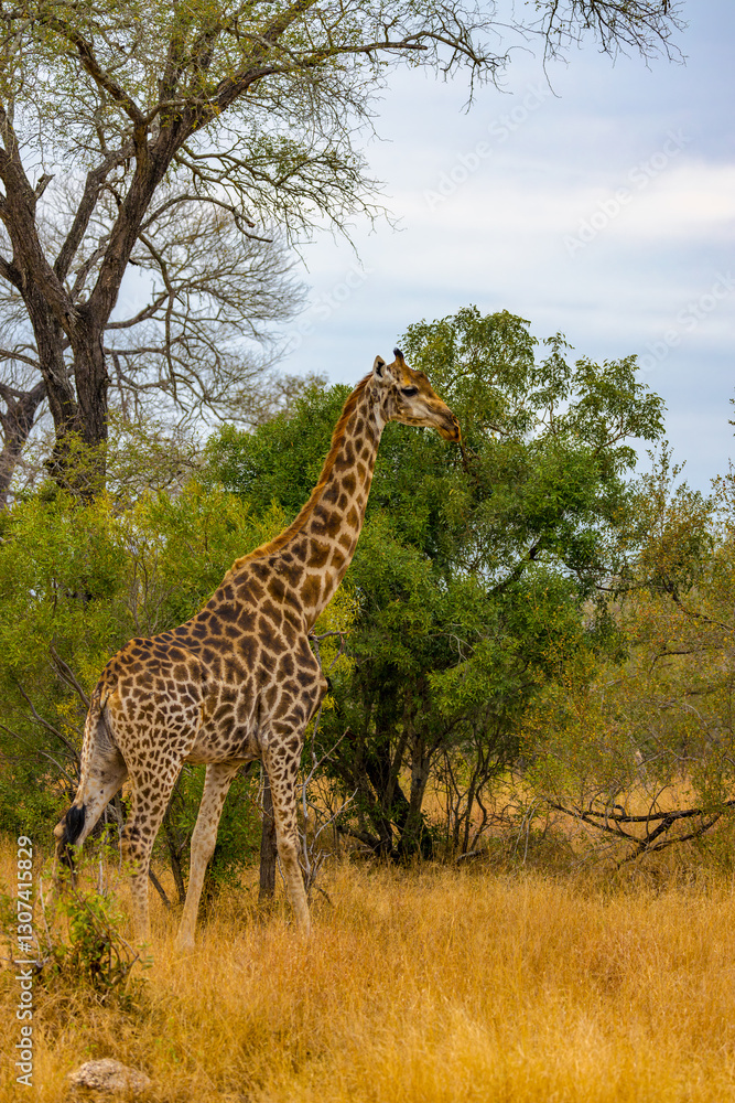 Obraz premium South Africa, giraffe