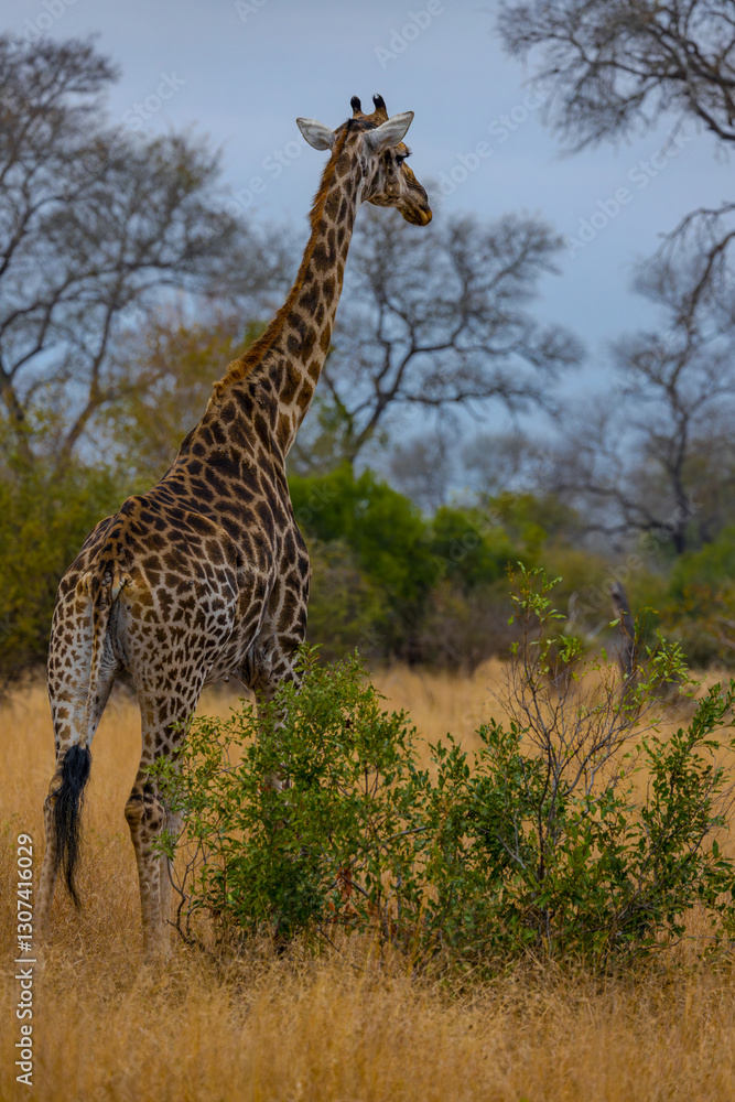 Fototapeta premium South Africa, giraffe