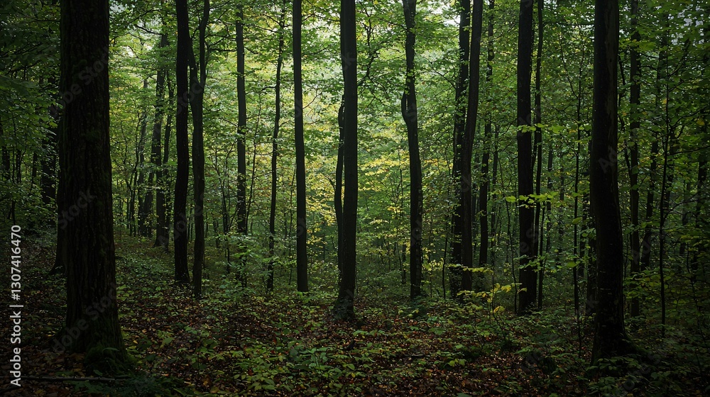 A dense forest with tall trees and abundant green foliage A dense forest with tall trees and abundant green foliage