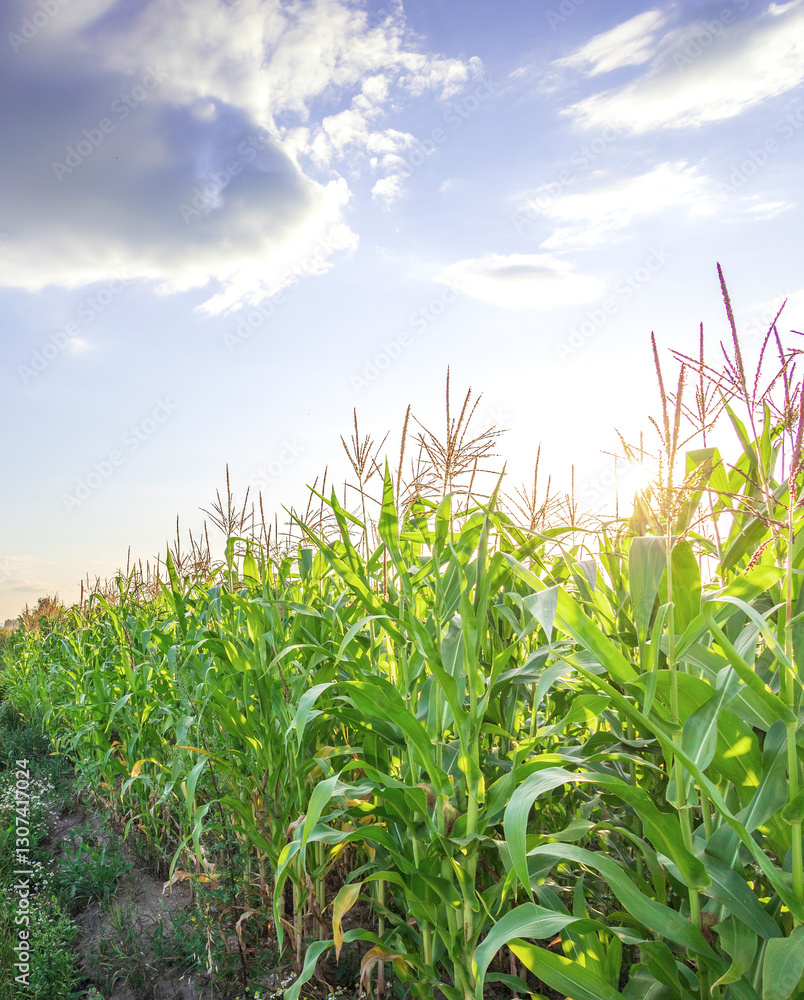 Obraz premium Field of corn is in the foreground with a blue sky in the background