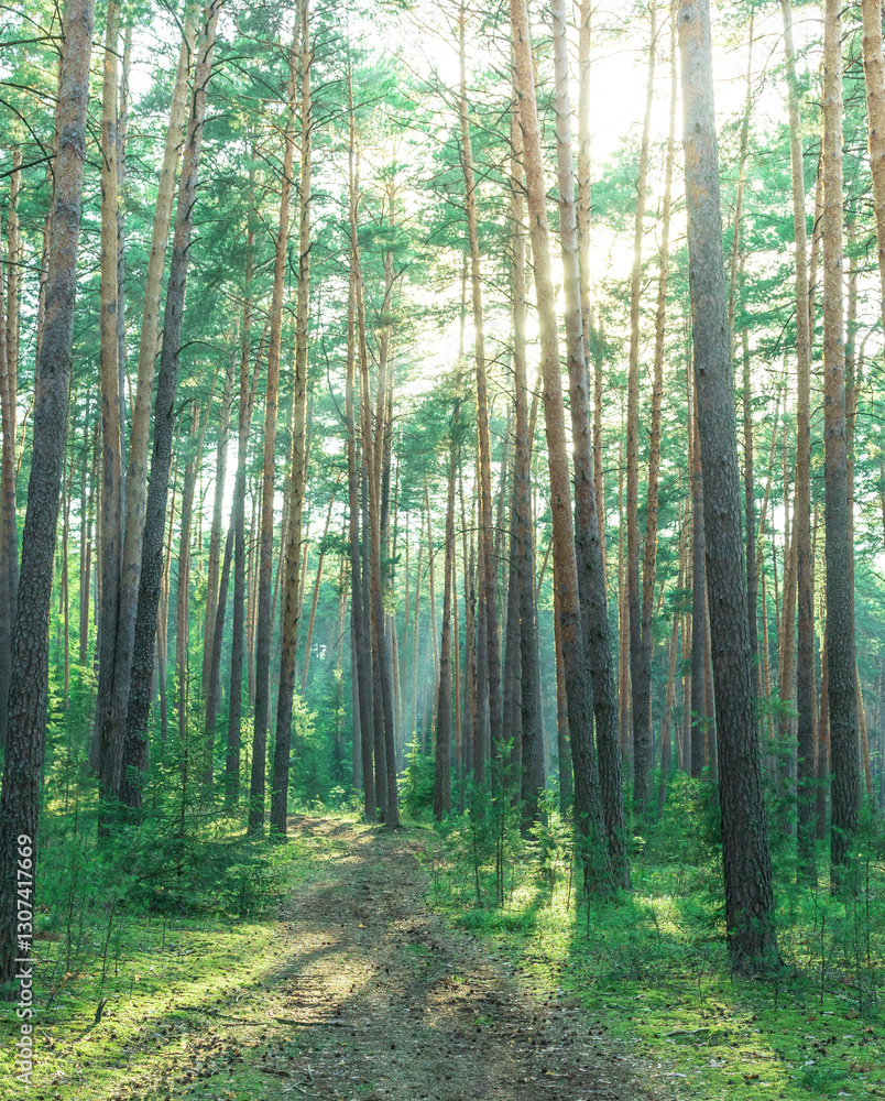 Obraz premium Forest with a path through it