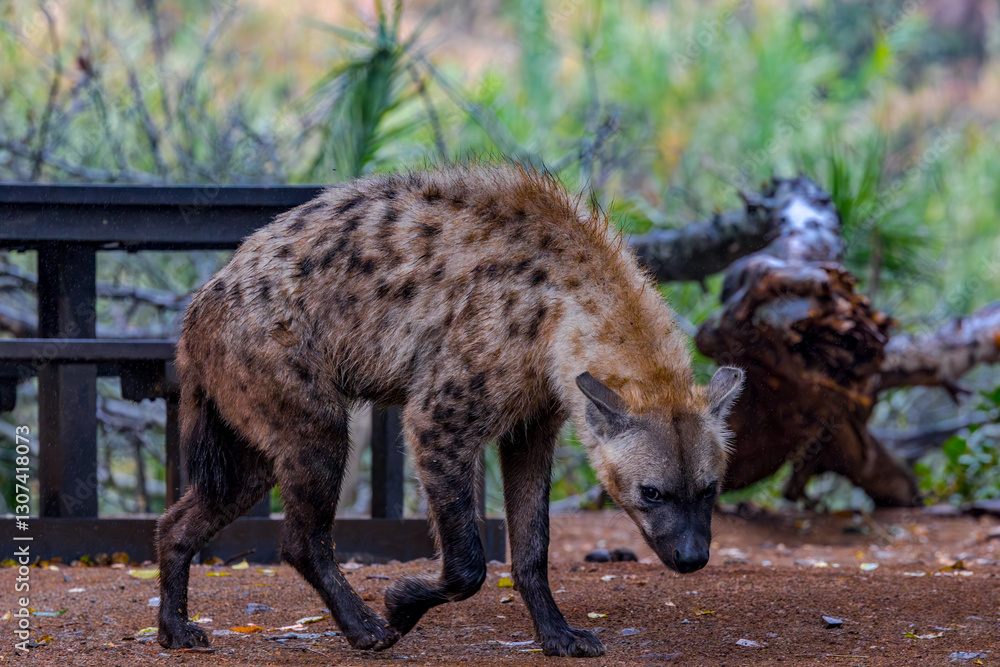 South Africa, Hyena South Africa, Hyena