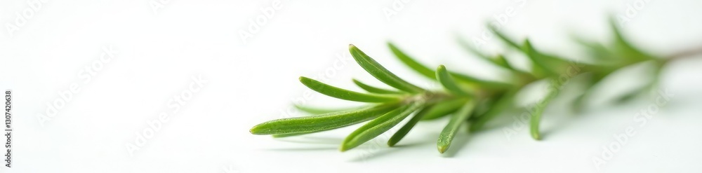 Obraz premium Focal point sprig of rosemary on white background, macro, rosemary, green