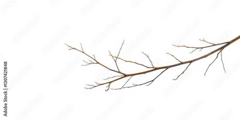 Delicate, bare branches isolated against a pure white backdrop, bare, element Delicate, bare branches isolated against a pure white backdrop, bare, element