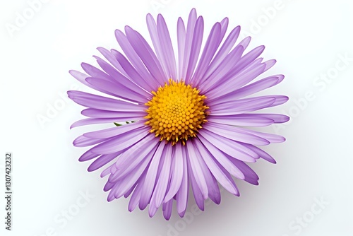 Single purple aster flower with yellow center isolated on white background, macro photography showing delicate petals and detailed texture. Suitable for floral designs.