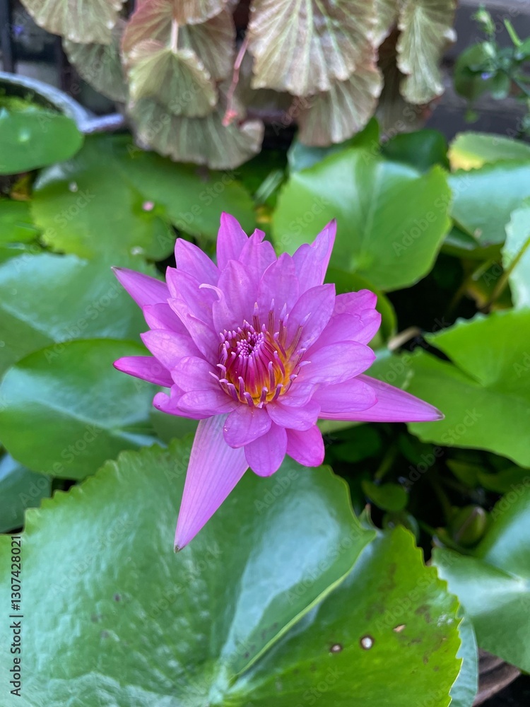Beautiful close-up of a vibrant pink water lily (Nymphaea) in full bloom, surrounded by lush green leaves Beautiful close-up of a vibrant pink water lily (Nymphaea) in full bloom, surrounded by lush green leaves