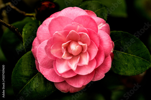 Obraz na płótnie Pink Camellia Japonica Blooming Macro. w salonie
