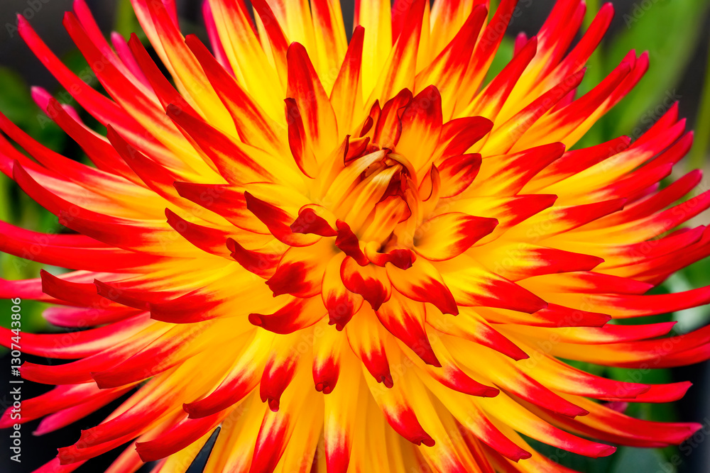 Red Yellow AC Sadie Cactus Dahlia Flower Bellevue Washington