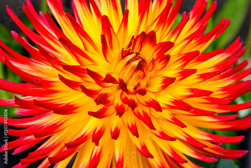 Obraz na płótnie Red Yellow AC Sadie Cactus Dahlia Flower Bellevue Washington w salonie