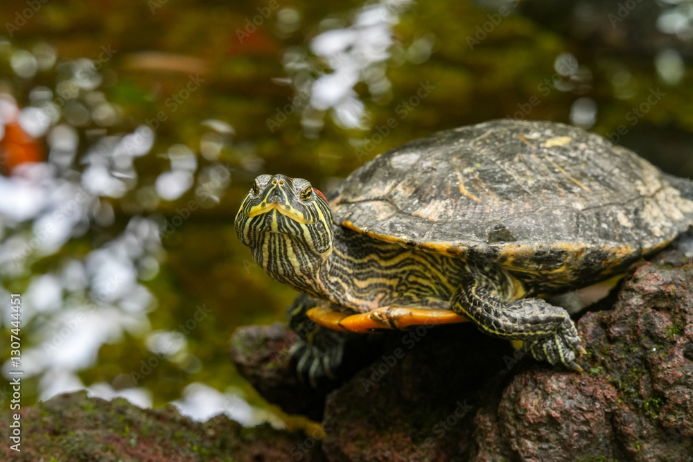 Obraz premium The red-eared slider or red-eared terrapin (Trachemys scripta elegans), a popular pet turtle. Invasive red-eared sliders cause negative impacts in the ecosystems