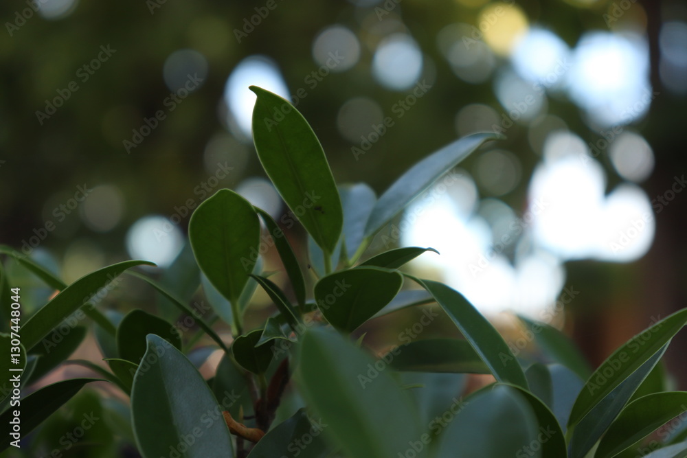 Fototapeta premium lily of the valley