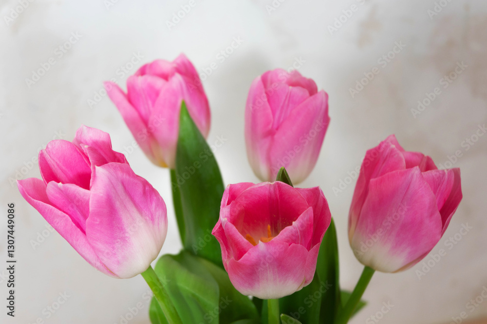 Obraz premium A bouquet of pink tulips close-up.