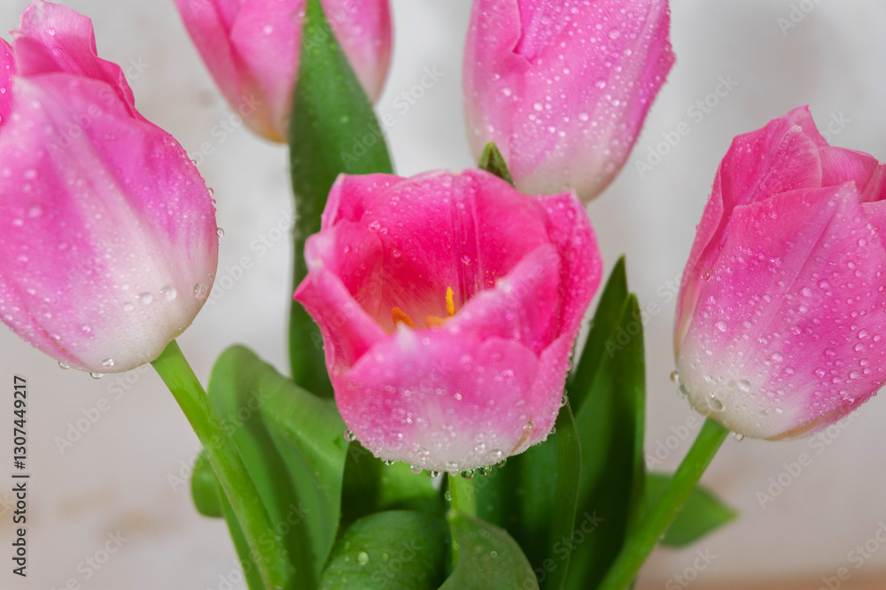 Naklejka premium A bouquet of pink tulips with dew drops in close-up