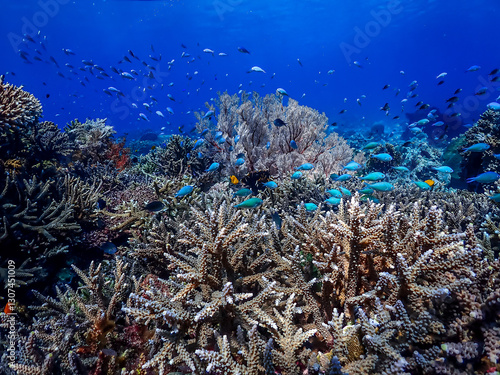 A thriving coral reef in Indonesia teeming with diverse marine life. Healthy coral formations create a stunning underwater landscape in clear blue water.