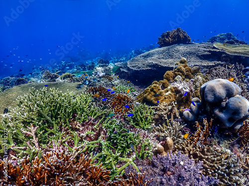 A thriving coral reef in Indonesia teeming with diverse marine life. Healthy coral formations create a stunning underwater landscape in clear blue water.