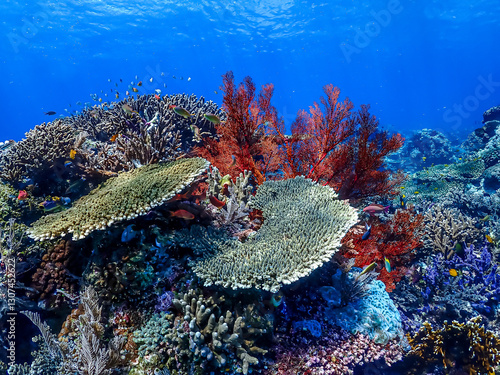 A thriving coral reef in Indonesia teeming with diverse marine life. Healthy coral formations create a stunning underwater landscape in clear blue water.