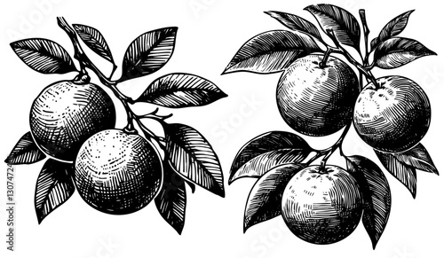 Oranges on a branch and leaf fruit Vector Art Drawing or Sketch