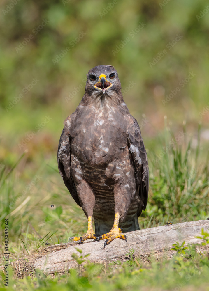 Fototapeta premium Common Buzzard in autumn at a wet forest