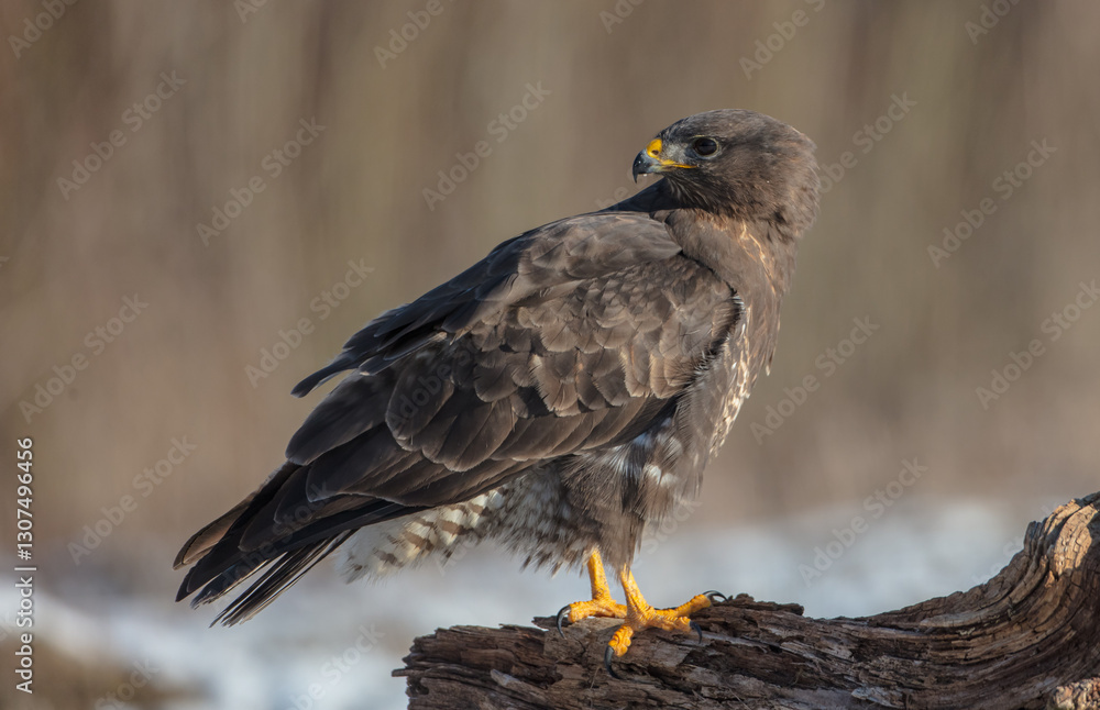 Common Buzzard in winter at a wet forest Common Buzzard in winter at a wet forest