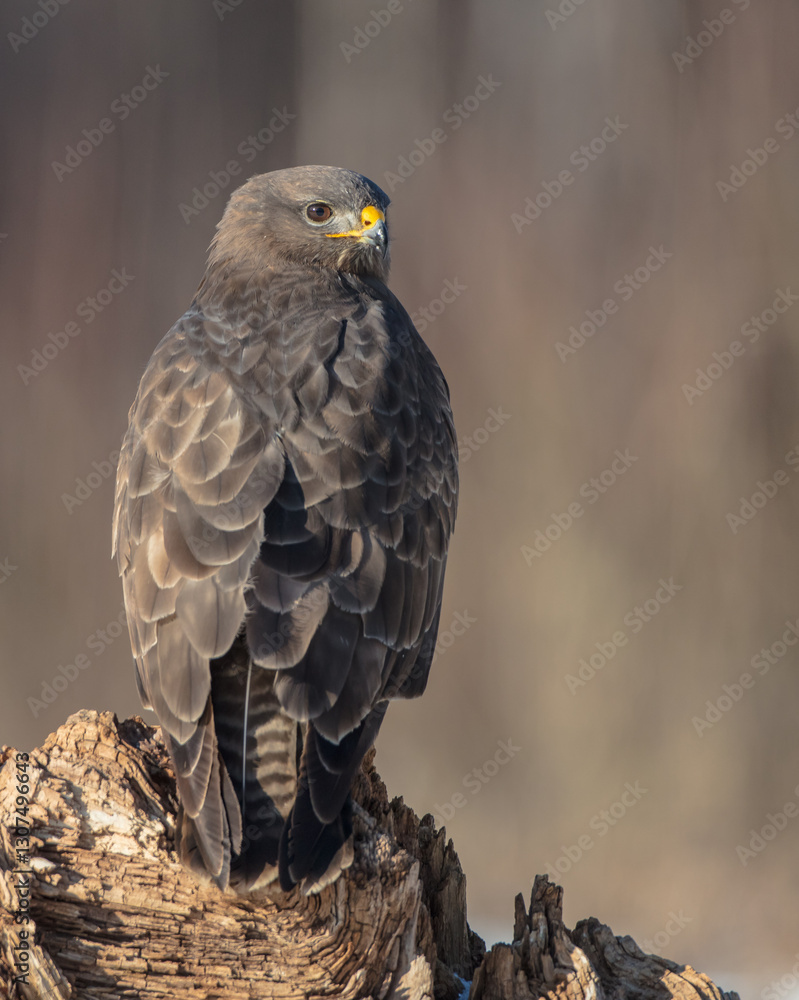 Common Buzzard in winter at a wet forest Common Buzzard in winter at a wet forest