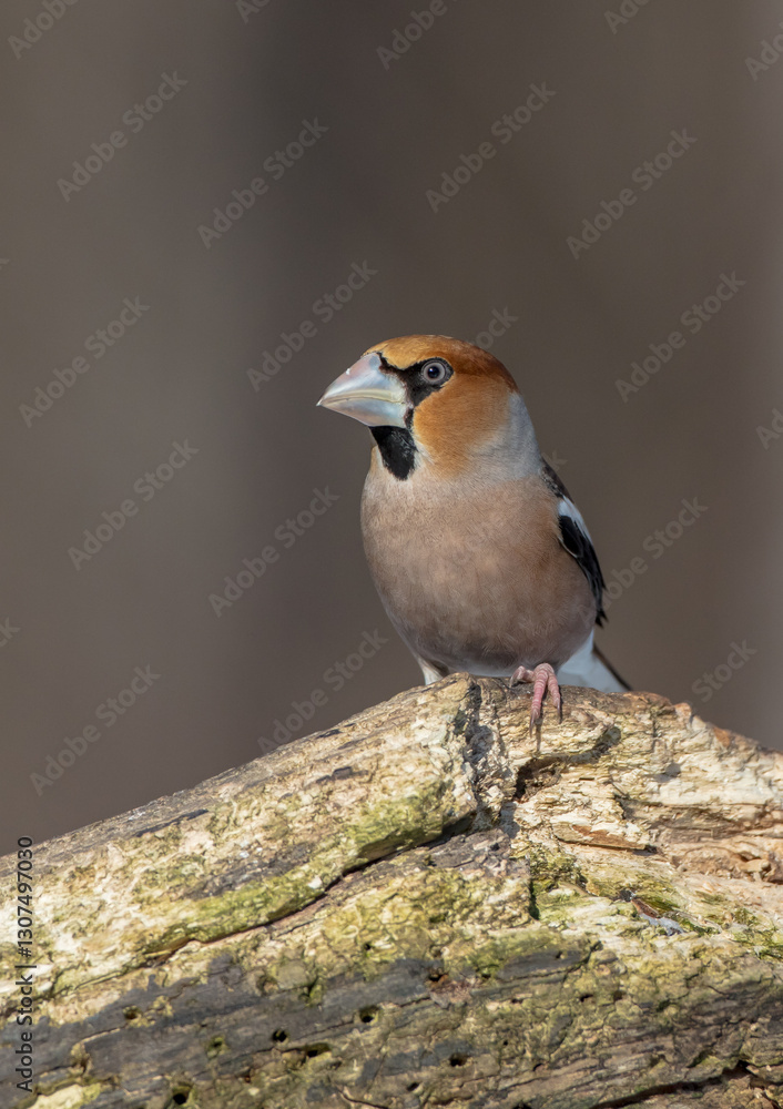 The hawfinch - male in winter at a wet forest The hawfinch - male in winter at a wet forest