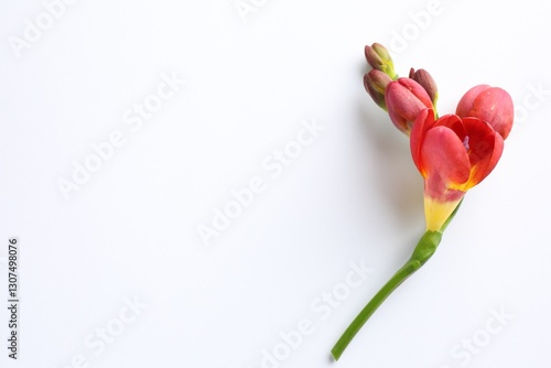 Beautiful red freesia flowers on white background, top view. Space for text