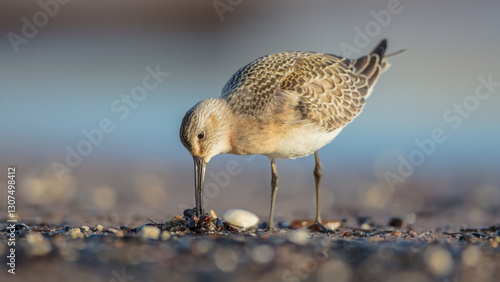 The curlew sandpiper - young bird at a seashore on the autumn migration way