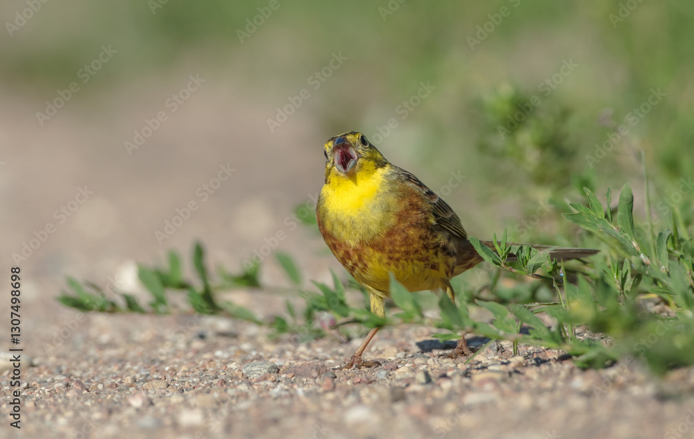 Yellowhammer - male in summer Yellowhammer - male in summer