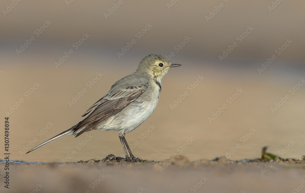 Fototapeta premium The White Wagtail - adult bird at a seashore on the autumn migration way