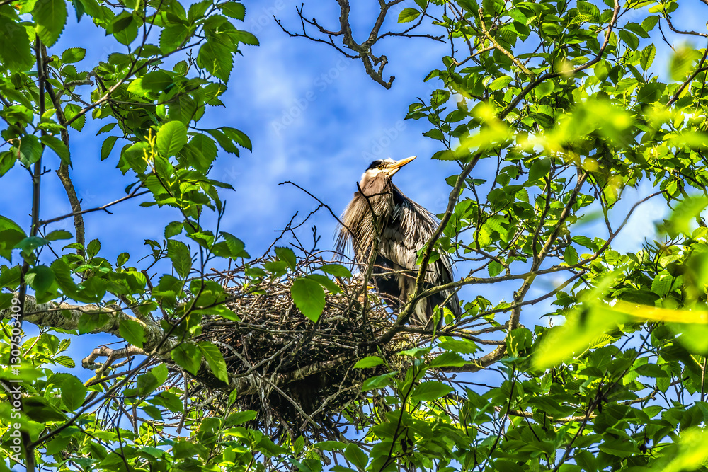 Great Blue Heron Nest Mother Baby Commodore Park Seattle Washiington