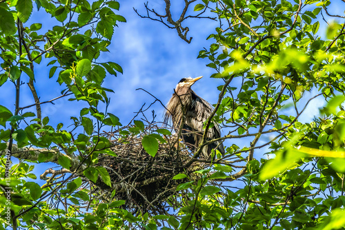 Obraz na płótnie Great Blue Heron Nest Mother Baby Commodore Park Seattle Washiington w salonie