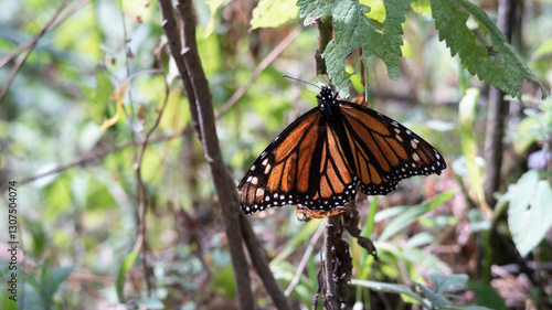 mariposa monarca postrada en árbol en bosque de Michoacán México