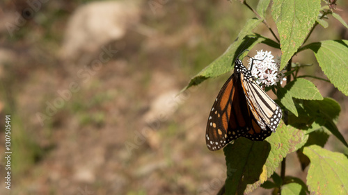 Mariposa monarca con alas extendidad posada sobre planta de algodoncillo en santuario de mariposas