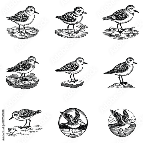 Cute Sanderling Bird Svg 