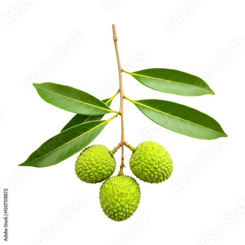 Wallpaper Mural Fresh Green Lychee Fruits With Leaves On Transparent Background
 Torontodigital.ca