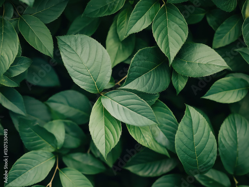 Wallpaper Mural Vibrant green leaves creating lush natural background texture Torontodigital.ca