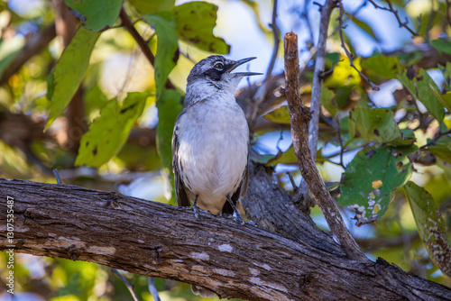 Galapagos Mockingbird sitting on a branch