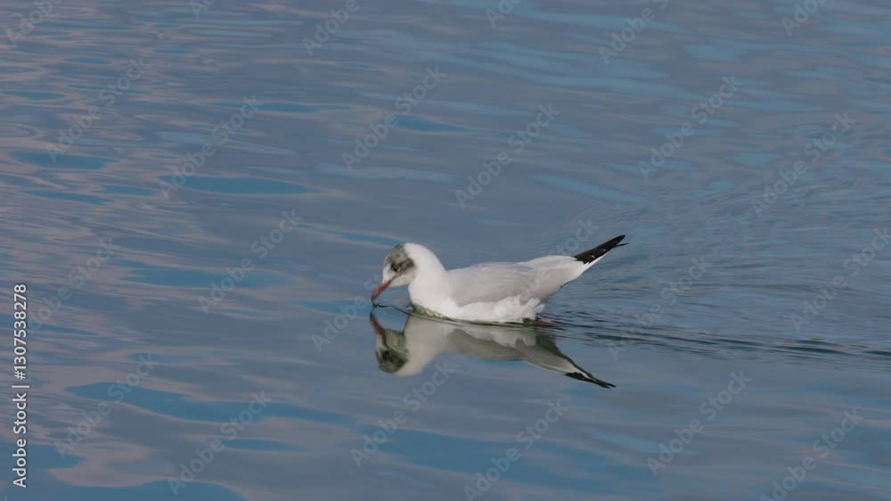 4k, seagull floating on the water of a river 4k, seagull floating on the water of a river