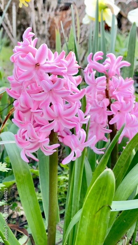bouquet of pink roses