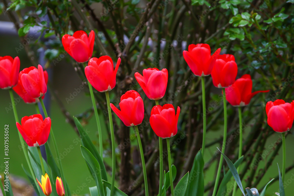 Obraz premium Red Wild Tulips Close Up in the Spring Park