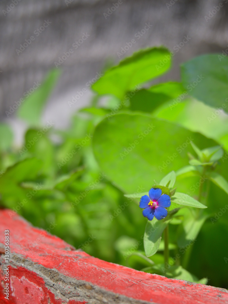 A bright blue flower with five petals stands out among lush green foliage. A bright blue flower with five petals stands out among lush green foliage.