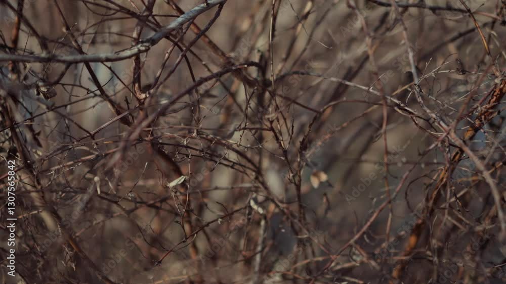 Tangled branches intertwine beautifully, illustrating the vibrant and diverse palette of nature Tangled branches intertwine beautifully, illustrating the vibrant and diverse palette of nature