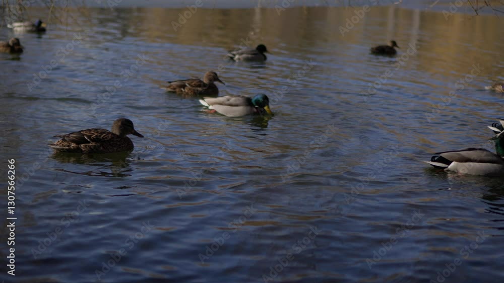 A Group of Diverse Ducks Swimming Gracefully in a Serene Water Landscape Under the Sun