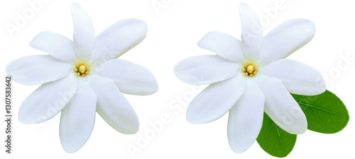 Tiare flowers of Tahiti with and without leaves, isolated on transparent background, 8 petals, lucky tiare flower for floral and relaxation design
