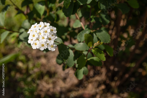 White flowers of Spiraea nipponica or spirea chamaedryfolia or meadowsweets or steeplebushes, shrubs in the family Rosaceae, in the garden or landscape architecture design photo