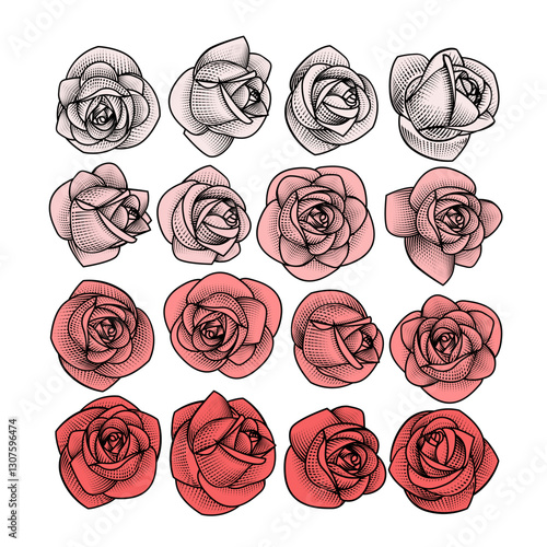 Pink roses collection in graphic style. Vintage color engraving stylized drawing. Vector illustration